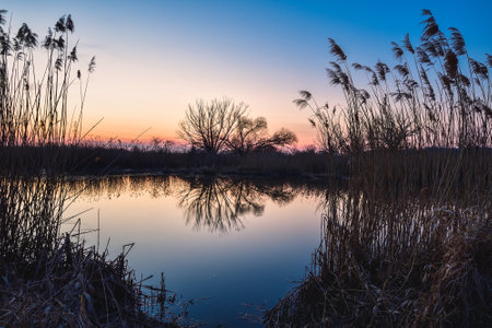 Beautiful summer evening landscape. Dry tree and grass reflecting in the river. Photo taken in Pinczow, Poland.の写真素材