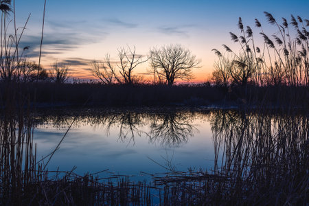 Beautiful summer evening landscape. Dry tree and grass reflecting in the river. Photo taken in Pinczow, Poland.の写真素材