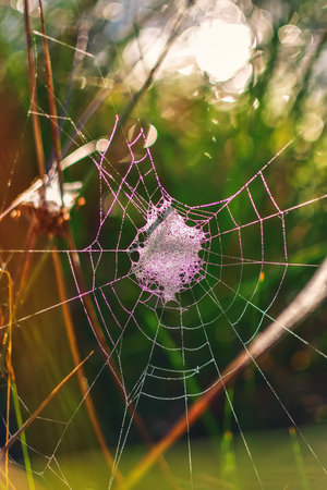 Damp crisp summer morning. Spider web among green grass. Photo with a shallow depth of field with an abstract effect.の写真素材