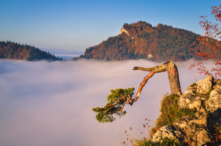 Beautiful autumn landscape on top of the mountain above the clouds. Colorful morning on Sokolica mountain in Pieniny National Park, Poland.の写真素材