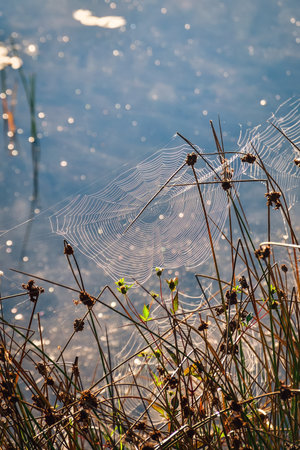 Damp crisp summer morning. Spider web among green grass. Photo with a shallow depth of field with an abstract effect.の写真素材
