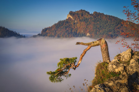 Beautiful autumn landscape on top of the mountain above the clouds. Colorful morning on Sokolica mountain in Pieniny National Park, Poland.の写真素材