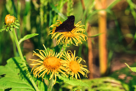 Beautiful summer flower scenery with insect. Close up of a butterfly on a yellow flower. Photo in shallow depth of field.の写真素材