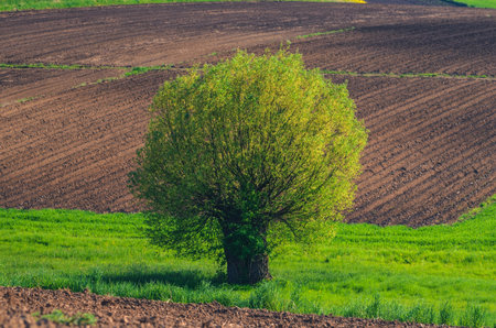 Lovely evening spring landscape in the countryside. Green lonely tree among green hills.の写真素材