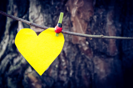 Beautiful love autumn concept in the forest. Yellow heart from paper against the bark of a tree in the forest. Photo with a shallow depth of field.の写真素材