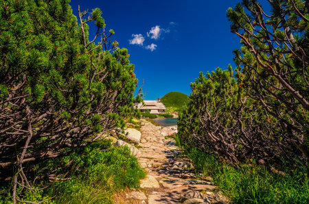 Trail and mountain chalet in the beautiful summer scenery. Path leading through dwarf pine trees to the wooden hostel in the Five Pond Valley in Tatra mountains, Poland.の写真素材