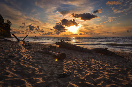 Beautiful dreamlike morning on the Baltic Sea in Gdynia, Poland. Tree branches on a sandy beach at sunrise.の写真素材