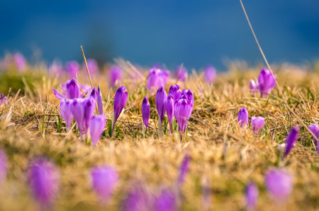 Beautiful purple flowers in spring mountain scenery. Cute crocuses on a mountain glade on the Turbacz peak in the Polish mountains. Photo with a shallow depth of field with a blurred background.の写真素材