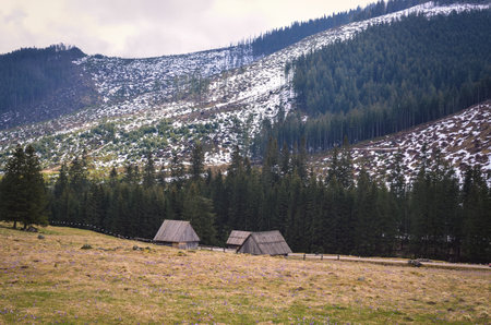 The most popular mountain valley in Poland in spring. Purple crocuses in a clearing in the Chocholowska Valley in the Western Tatras, Poland.の写真素材