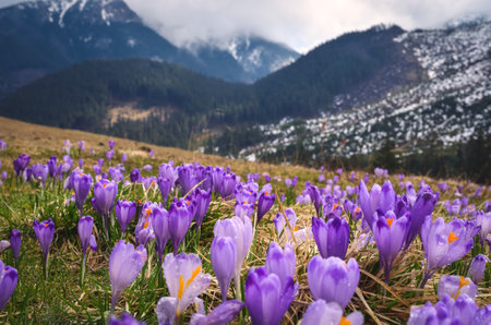 The most popular mountain valley in Poland in spring. Purple crocuses in a clearing in the Chocholowska Valley in the Western Tatras, Poland. Photo with a shallow depth of field.の写真素材