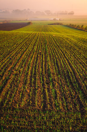 Countryside landscape in early morning. Field with greenhouse and trees at the background during the sunrise, Poland.の写真素材