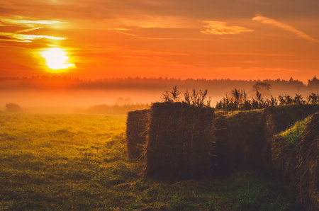 Haystacks on the field in early morning. Straw bales drying on a green grass in summer season during the sunrise, Poland.の写真素材
