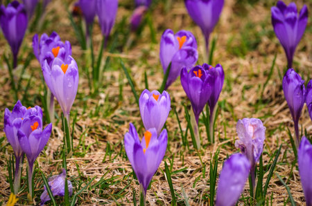 The most popular mountain valley in Poland in spring. Purple crocuses in a clearing in the Chocholowska Valley in the Western Tatras, Poland. Photo with a shallow depth of field.の写真素材