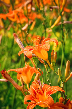 Beautiful orange lilly flower on a blurred background. Rust daylilly in summer scenery. Photo with a shallow depth of field.の写真素材