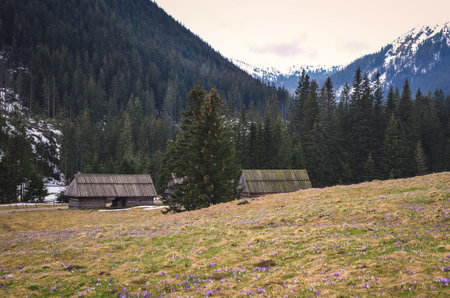 The most popular mountain valley in Poland in spring. Purple crocuses in a clearing in the Chocholowska Valley in the Western Tatras, Poland.の写真素材