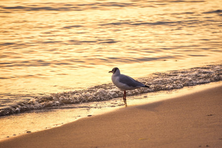 Beautiful bird on the seashore at sunset. Seagull on the beach by the sea in Jastarnia, Poland. Photo with a shallow depth of field.の写真素材
