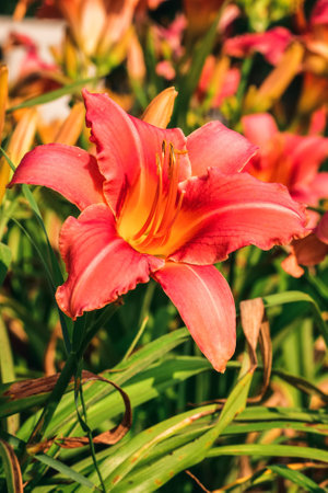 Beautiful pink lilly flower on a blurred background. Rust daylilly in summer scenery. Photo with a shallow depth of field.の写真素材