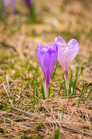 The most popular mountain valley in Poland in spring. Purple crocuses in a clearing in the Chocholowska Valley in the Western Tatras, Poland. Photo with a shallow depth of field.の写真素材