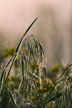 Green morning spring nature in the meadow. Dew drops on green grass. Photo with a shallow depth of field.の写真素材