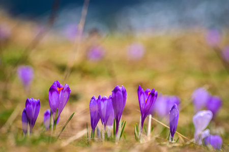 The most popular mountain valley in Poland in spring. Purple crocuses in a clearing in the Chocholowska Valley in the Western Tatras, Poland. Photo with a shallow depth of field.の写真素材