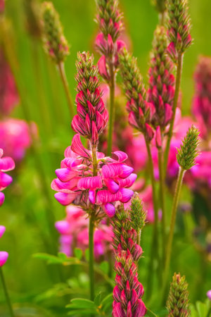Beautiful pink green spring nature. Close up of a common sainfoin (onobrychis viciifolia) flower in bloom. Photo with a shallow depth of field.の写真素材