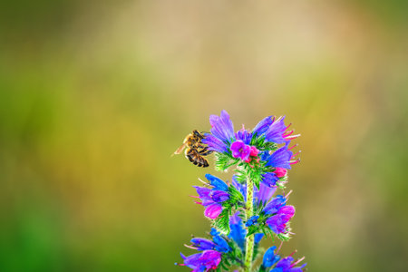 Beautiful green natural scene in afternoon light. Bee in a summer flower. Photo in shallow depth of field.の写真素材