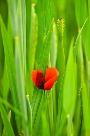 Beautiful red flowers on a green meadow in the countryside. Red poppies in green grass. Photo with a shallow depth of field.の写真素材