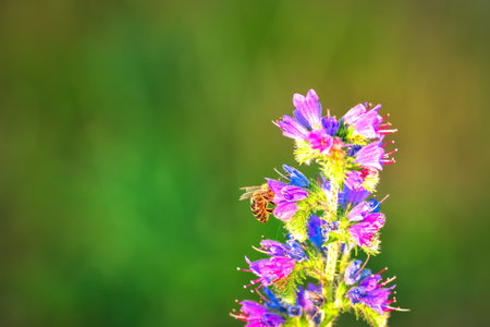 Beautiful green natural scene in afternoon light. Bee in a summer flower. Photo in shallow depth of field.の写真素材