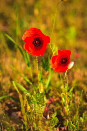 Beautiful red flowers on a green meadow in the countryside. Red poppies in green grass. Photo with a shallow depth of field.の写真素材