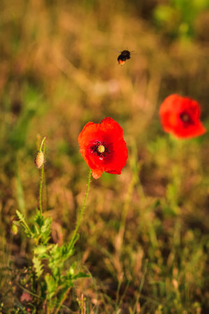 Beautiful red flowers on a green meadow in the countryside. Red poppies in green grass. Photo with a shallow depth of field.の写真素材