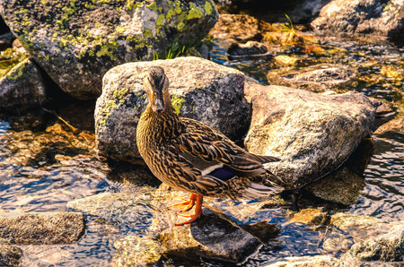 Duck in natural habitat. Duck standing on a stone on the shore of the pond in mountains.の写真素材