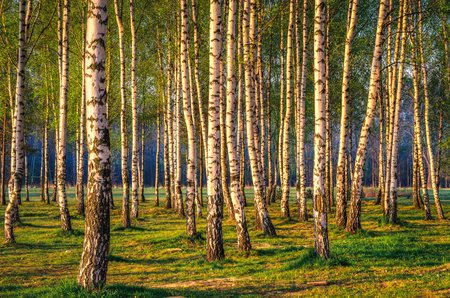 Spring concept with green trees. Deciduous trees, birch with white bark.の写真素材