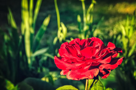 Red rose flower in summer scenery. Red rose on the branch in a sunny garden. Photo with a shallow depth of field.の写真素材