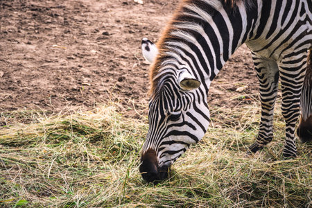 Cute zebra in nature. Black and white striped animals on green grass.の写真素材