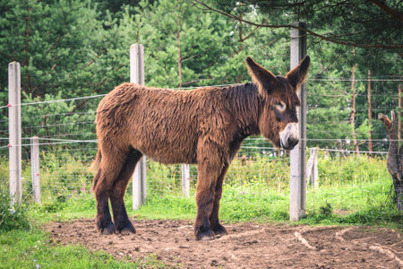 Portrait of a cute animal with fur. Donkey poitou on the green grass.の写真素材