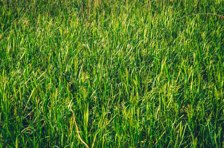 Green nature filling the whole frame. Green grass background concept.の写真素材