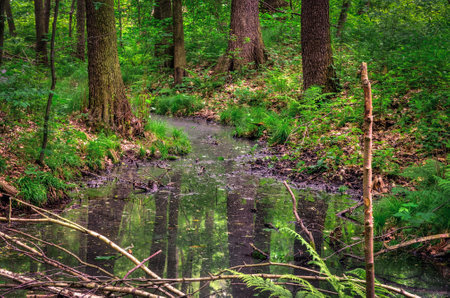 Beautiful green and charming nature in the forest. River among green trees in spring scenery.の写真素材