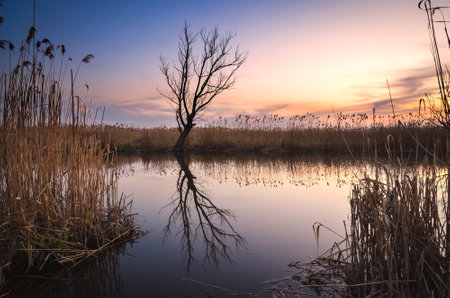 Beautiful summer landscape by the river. Lonely dry tree and grass reflecting in the Nida river in Pinczow, Poland.の写真素材