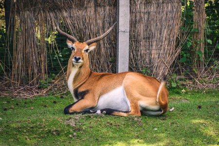 Portrait of a cute animal with horns. Red lechwe antelope on the green grass.の写真素材