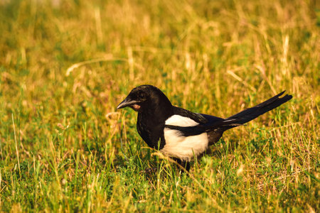 Portrait of a cute wild bird. Magpie on the green spring grass. Photo with a shallow depth of field.の写真素材