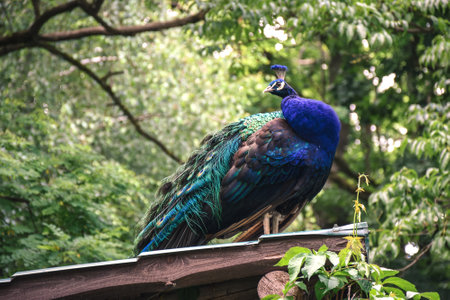 Portrait of a cute bird. Peacock on the green trees.の写真素材