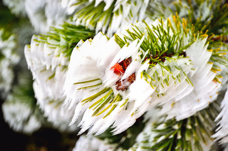 Mountain pine branch with snow. Frosted pine tree twig with cones. Photo with a shallow depth of field.の写真素材