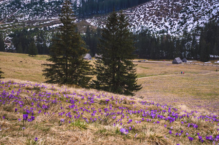 The most popular mountain valley in Poland in spring. Purple crocuses in a clearing in the Chocholowska Valley in the Western Tatras, Poland.の写真素材