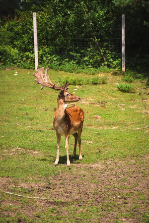 Portrait of a cute animal with horns. Fallow deer on the green grass.の写真素材
