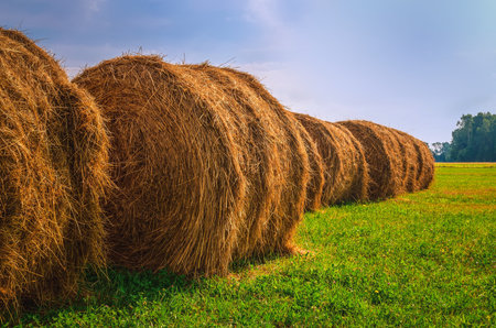Haystacks on the green field. Straw bales drying on a green grass in summer season.の写真素材