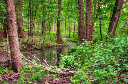 Beautiful green and charming nature in the forest. River among green trees in spring scenery.の写真素材