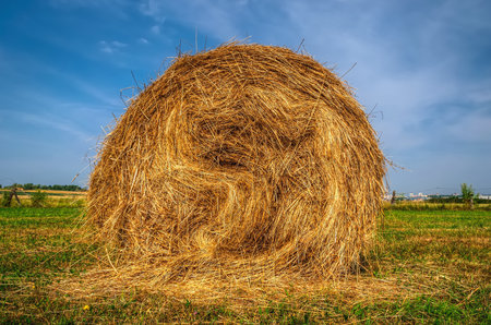 Haystack on the green field. Straw bales drying on a green grass in summer season.