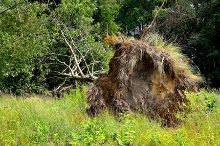 Uprooted tree lying on grass. Root of fallen tree damaged by wind storm.の写真素材