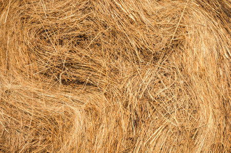 Summer season and straw texture. Close-up of golden dry straw.の写真素材