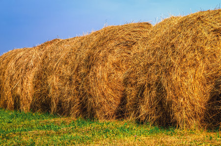 Haystacks on the green field. Straw bales drying on a green grass in summer season.